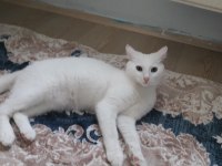 Ücretsiz kedi russian blue