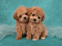 Birbirinden güzel maltipoo çocuklar