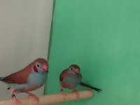 Cordon blue ispinoz çift tkf bilezikli
