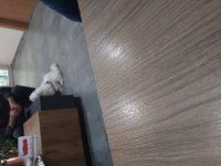 Sahibinden shih tzu