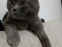 Erkek 1 buçuk yaşında scottish fold