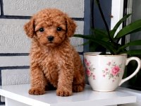 TEACUP 700 GR POODLE