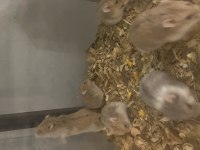 SÜTTEN KESİLMİŞ HAMSTER YAVRULAR