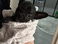 Elma kafa 5 aylık gerçek 0 numara chihuahua