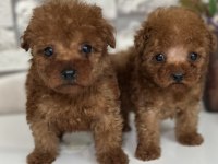 Minik tea cup kore poodle bebekler için ulaşabilirsiniz