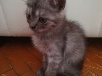 60 günlük british shorthair yavrular