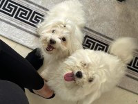 Dişi maltese terrier