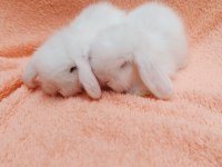Hollanda teddy lop tavşanı