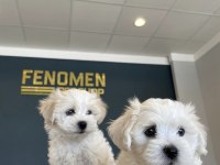 Kar Beyaz Maltese Terrier Yavrularımız Güncel Ankara