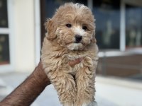 Petmode köpek çiftliğinden kore maltipoo yavrular