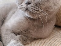 Kedi sahiplendirne