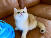 Safkan British Shorthair Golden ny12 erkek yavru