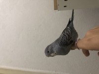 Hazır Takım ve Eşe hazır dişi muhabbet kuşu