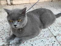 Acil 5 Yaşında Kedimiz