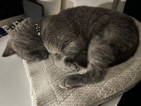 Erkek british shorthair