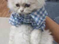 Kedi Sahiplendirme british longhair