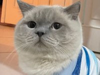 Mama karşılığı british shorthair