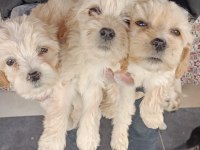 Orijinal maltipoo bebekler