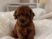 Teacup Toy Poodle