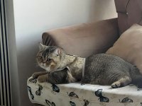 TAŞINDIĞIMIZ İÇİN KEDİMİZE YUVA ARIYORUZ