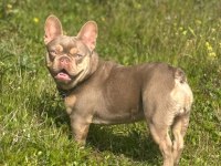 New shade isabella tan erkek french bulldog