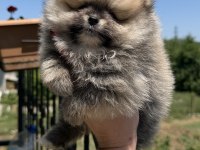 ORANGE DİŞİ POMERANİAN BOO