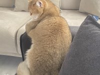 British Shorthair Kedisi
