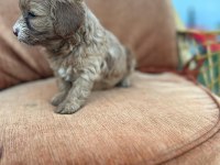 Maltipoo bebekler yeni yuvalarını arıyor