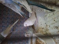 Kaliteli jumbo muhabbet kuşu yavrular