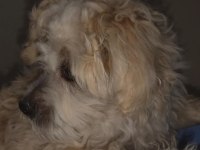 Erkek maltese terrier