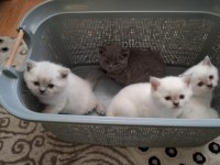 British Shorthair Kedimiz