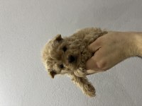 Micro Toy Poodle Tr