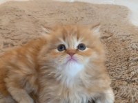 1,5 aylık british longhair