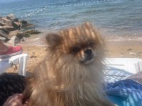 Pomeranian Boo Köpeğimiz