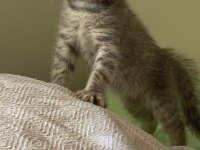 2 Aylık Scottish Fold Yavru Kedimiz