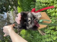 Sevimli black tan pomeranian