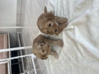 Maltipoo yavrumuz
