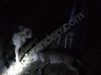 COBRA torunundan ücretsiz sert yavrular