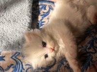 Scottish fold longhair