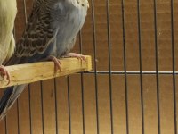 Show erkek yavru muhabbet kuşlar