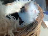 Shorthair İran Persian