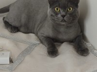 Kedi cinsiyet british