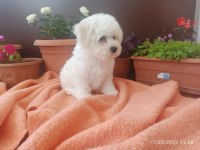 21 Mart doğumlu bichon frise kızlarım