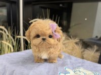 Enerji Deposu Bebek Maltipoo