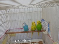 Dişi ve erkek muhabbet kuşu
