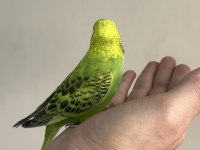 BEBEK MUHABBET KUŞU YENİ YEME DÜŞMÜŞ GÖNDERİM VAR