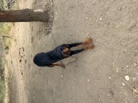 Dişi Ve ERKEK ROTTWEİLER