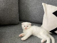 İzmir 2 aylık erkek scottish fold