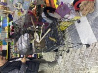 3 Yavru 1 Takım Sultan Papağanı