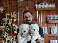 Hiç büyümeyen bembeyaz maltese terrier